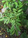 <I>Diospyros lotus</I> L.<br/>