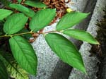<I>Diospyros lotus</I> L.