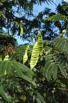 <I>Albizia julibrissin</I> Durazz.